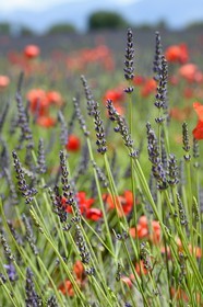 France, Alpes-de-Haute-Provence (04), parc naturel régional du Verdon, plateau de Valensole, coquelicots dans un champ de lavandin