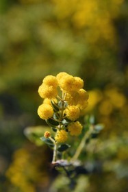 France, Var (83), Rayol-Canadel-sur-Mer, Domaine du Rayol, propriété du conservatoire du littoral mention obligatoire, le jardin des Méditerranées conçu par le paysagiste Gilles Clément, acacia australien