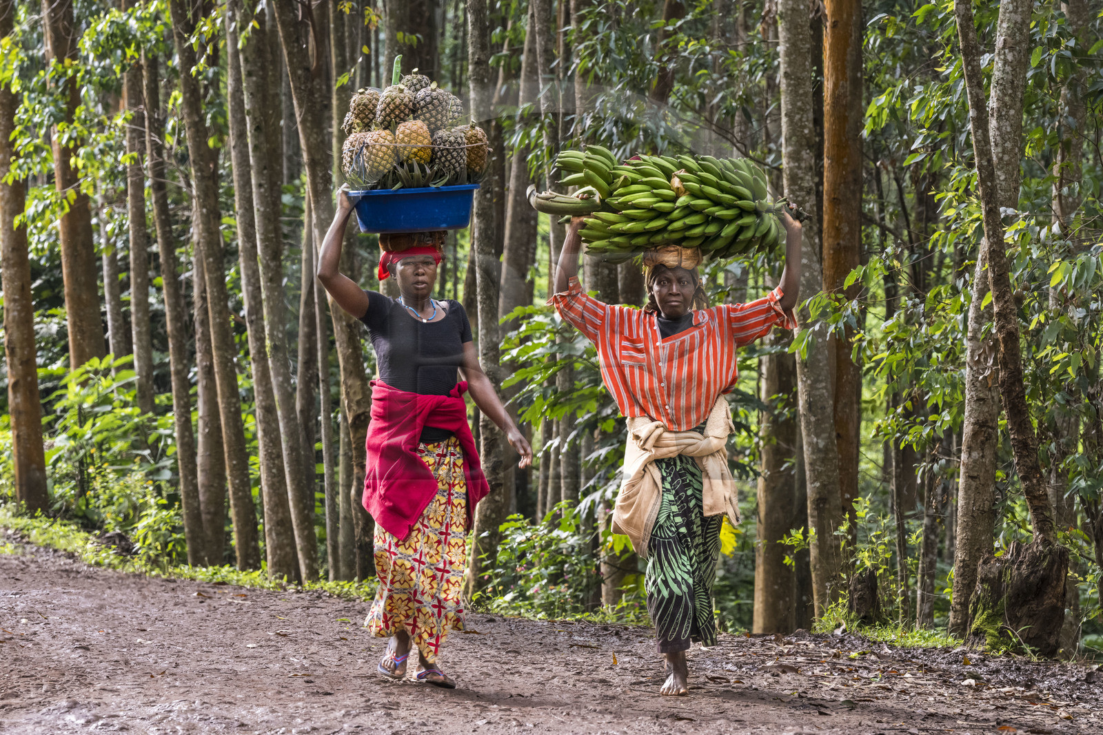 Rwanda, Province de l’Ouest, Gisuma, paysannes partant au marché en portant sur leurs têtes un panier d'ananas (autour de 30kg) et un régime de bananes