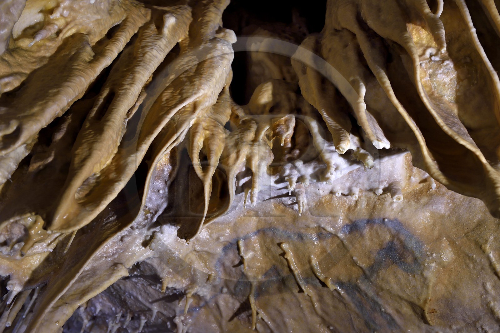 France, Dordogne (24), Périgord Vert, Villars, Grotte de Villars, dessin paléolithique au dioxyde de manganèse surnommé le Petit Cheval bleu datant d' environ 17000 ans (Magdalénien)
