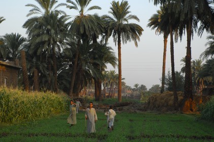Egypt, Upper Egypt, Nile Valley, Luxor, the West bank, children in a field