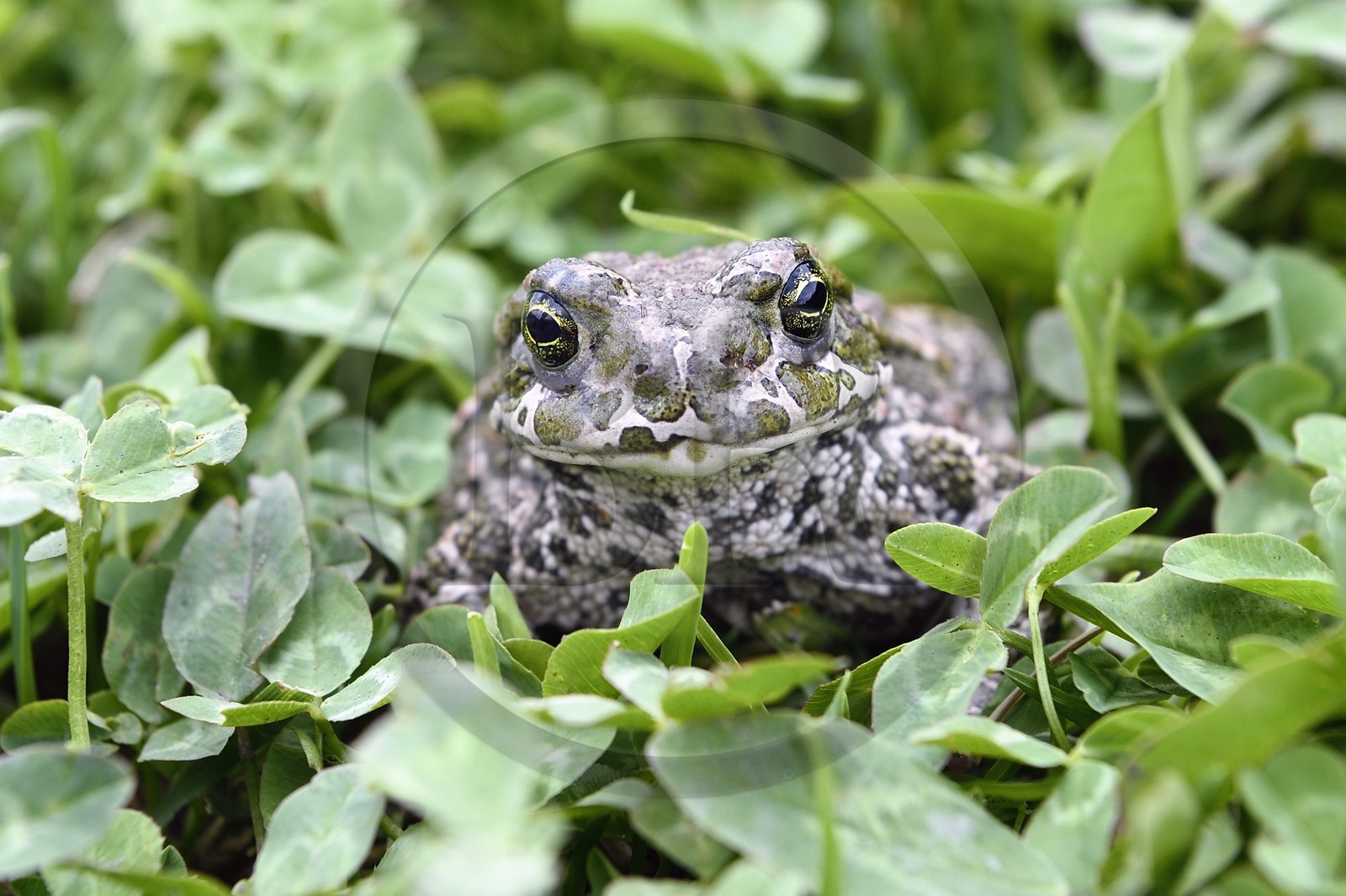 Géorgie, Haute Svanétie (Zemo Svaneti), Mestia, crapaud vert (Bufo viridis)