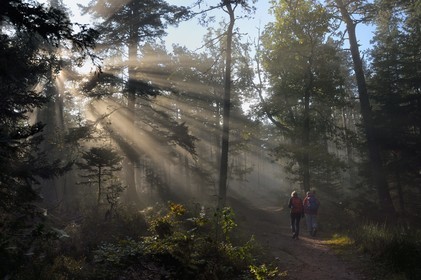 France, Bas Rhin, Mont Saint Odile, hiking the chemins des Chateaux-forts d'Alsace (paths of the castles of Alsace) towards Landsberg castle
