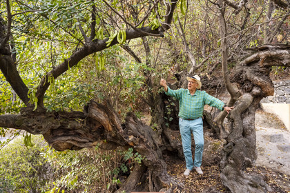 France, Alpes-Maritimes (06), Menton, Domaine des Colombieres, l'actuel propriétaire Michael Likierman dans le jardin du domaine des Colombières à côté d'un caroubier très vieux