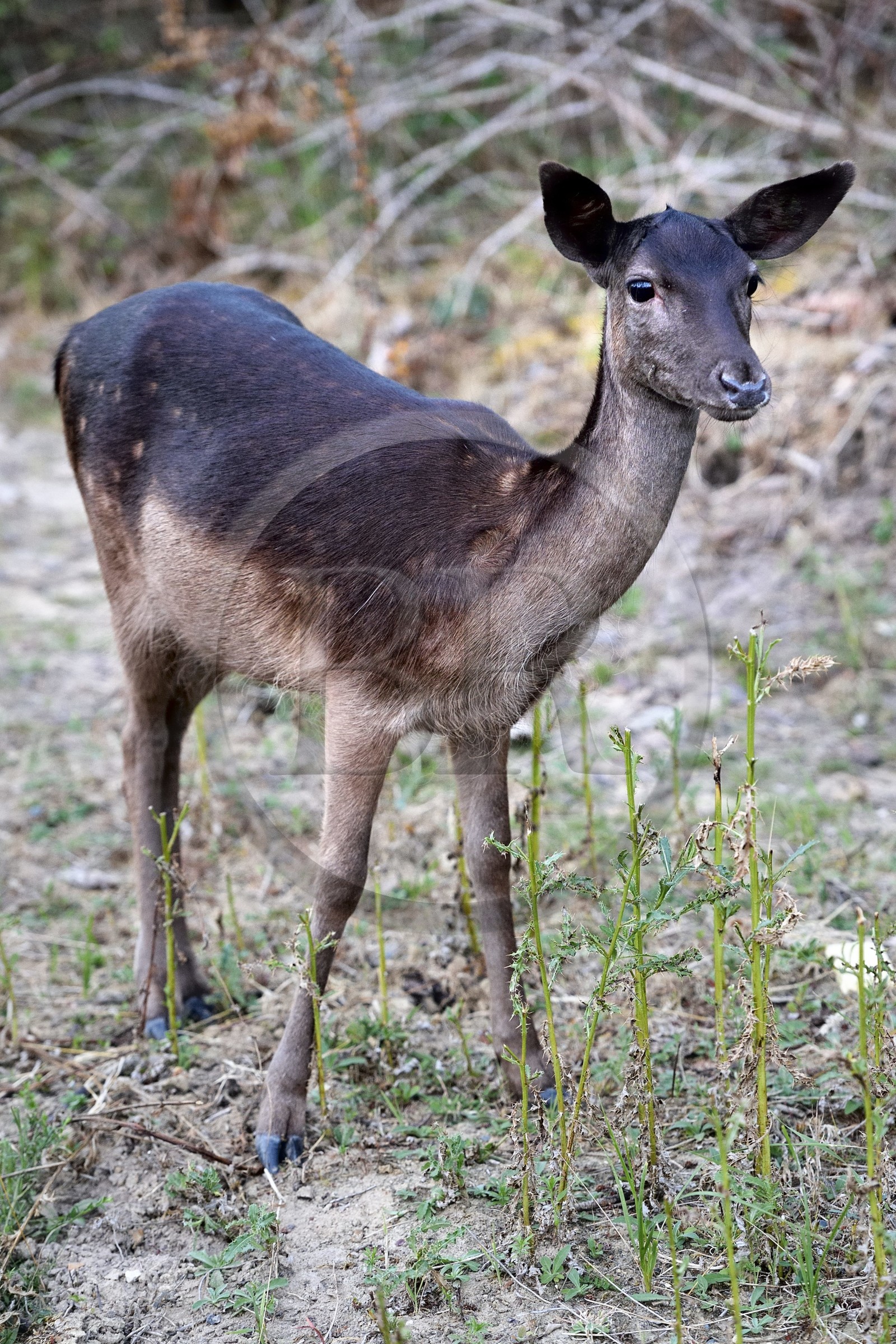France, Vienne (86), Morton (parc privé), jeune daim européen (Dama dama)