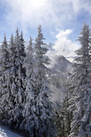 France, Haute-Savoie (74), Les Carroz d'Arâches, sapins recouverts de neige