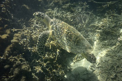 France, Ile de la Reunion, Côte Ouest, Saint-Gilles-Les-Bains (commune de Saint-Paul), le récif corallien du lagon de l'Ermitage, tortue verte (Chelonia mydas) (vue sous-marine)