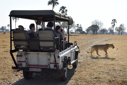 Zimbabwe, province de Matabeleland septentrional, parc national Hwange, touristes en 4x4 observant un lion (Panthera leo)