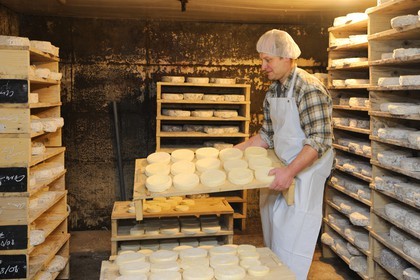 France, Haut Rhin, scenic road of la route des Cretes, Rural Inn Marcaire du Grand Hetre, Jean-Mathieu Spenle in the cellar to check the period of maturation of the munster cheese