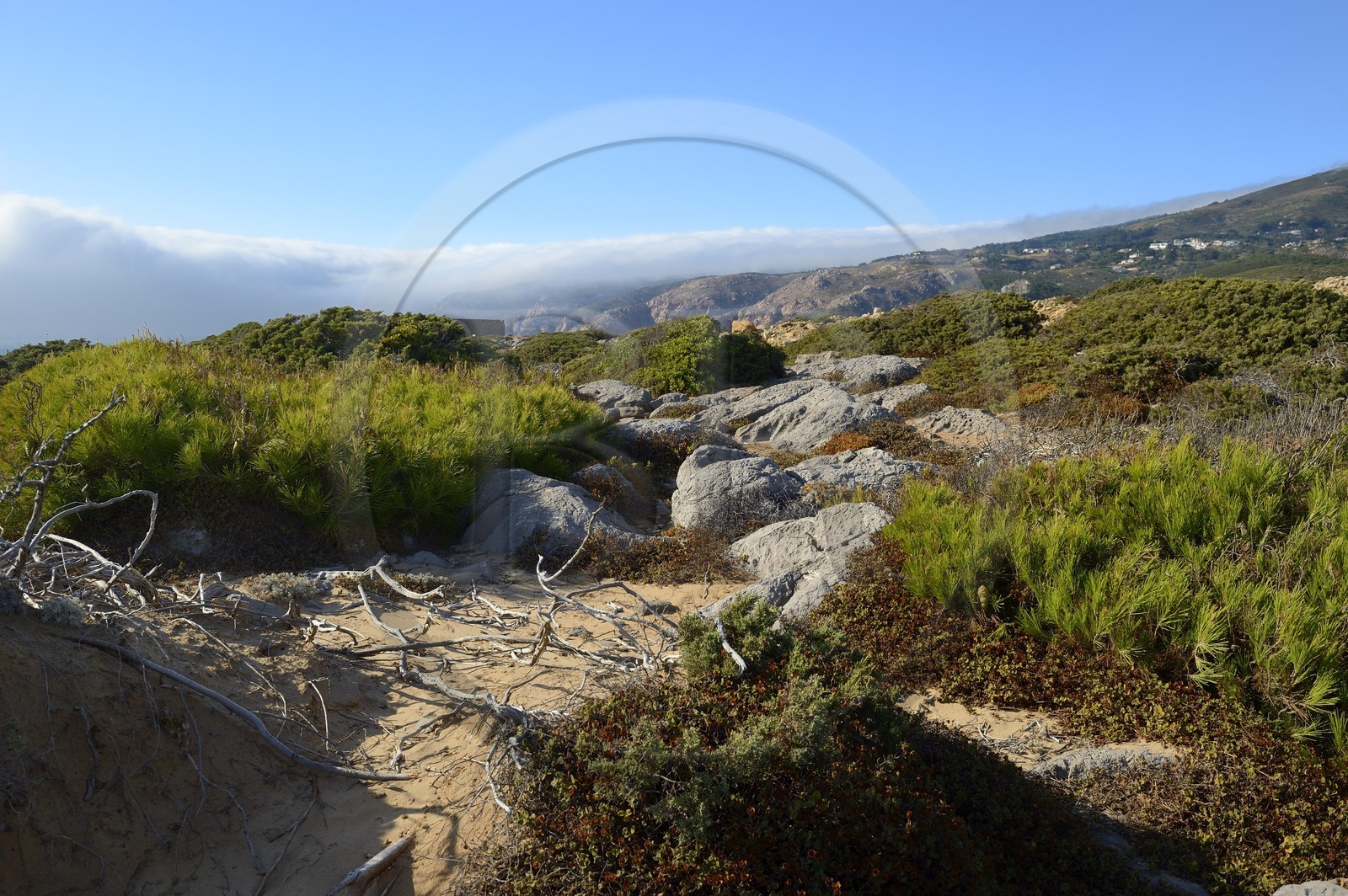 Portugal, Lisbon Region, Cascais, vegetation around the Abano Fort north of Guincho beach on the Estoril Coast