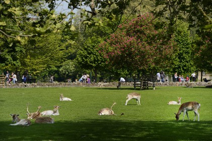 France, Rhône (69), Lyon,  le parc de la Tête d' Or, le parc aux daims