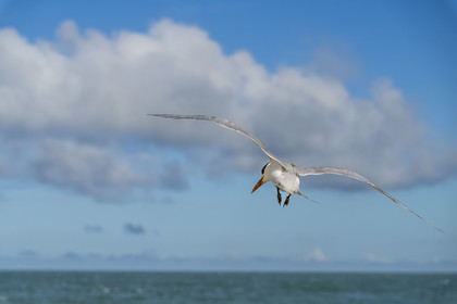 France, Guyane, Kourou, Iles du Salut, Ile Royale, sterne royale (Thalasseus maximus)
