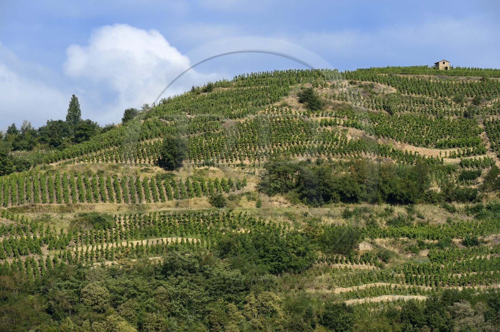 France, Loire (42), Parc Naturel Régional du Pilat, Chavanay, vignobles de la vallée du Rhône, vin de Condrieu