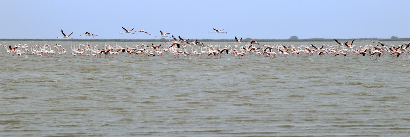 France, Bouches-du-Rhône (13), Parc naturel régional de Camargue, l’étang du Vaisseau, flamants roses (Phoenicopterus roseus)
