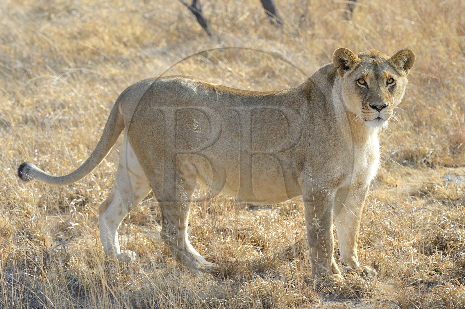 Zimbabwe, province des Midlands, Gweru, Antelope Park qui abrite ALERT (African Lion and Environmental Research Trust), Zone 2, une des quatre jeunes lionnes (panthera leo) qui sera relachée en clan dans un parc national pour le repeupler