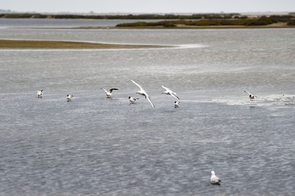 France, Bouches-du-Rhône (13), Parc naturel régional de Camargue, l’étang du Vaisseau et Vieux Rhone, mouette rieuse (Chroicocephalus ridibundus)  (tête chocolat) et goélands railleurs (Chroicocephalus genei) (tête blanche)