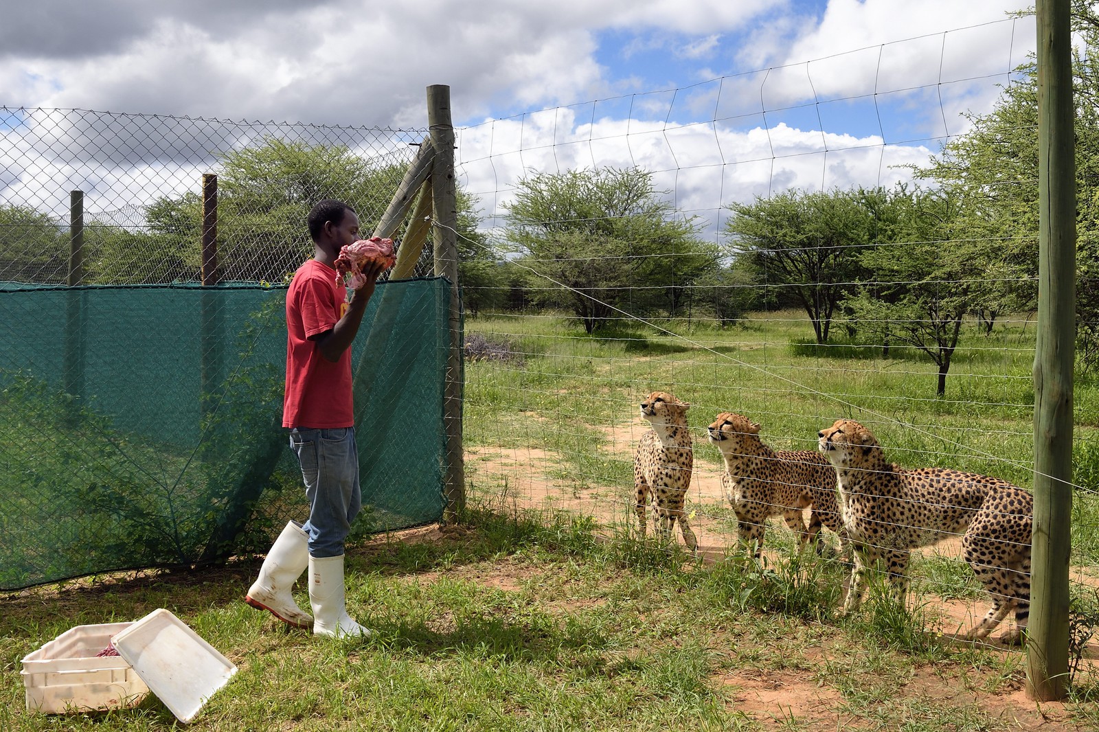 Namibia, Otjiwarongo, Cheetah Conservation Fund, research and education centre, cheetahs (Acinonyx jubatus) feeding