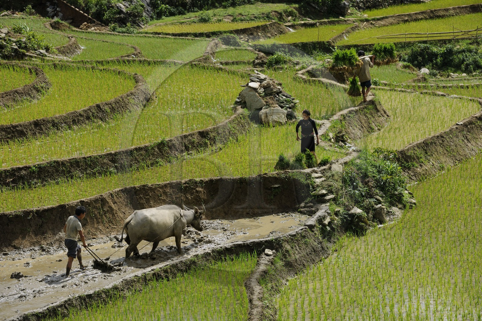 Vietnam, province de Lao Cai, région de Sapa, paysan de la minorité Hmong Noir labourant une rizière en terrasses avec un buffle