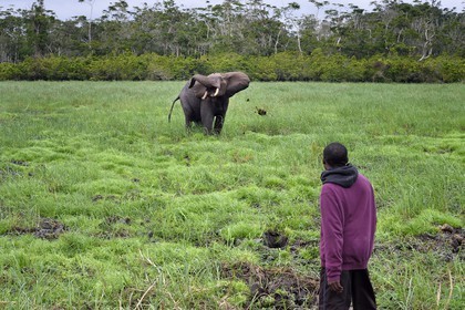 Gabon, province de Ogooué- Maritime, Parc National du Loango, site de Akaka dans la lagune du Fernan Vaz (Nkomi), éléphant de forêt d'Afrique (Loxodonta cyclotis)