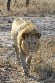 Zimbabwe, Midlands Province, Gweru, Antelope Park home to ALERT (African Lion and Environmental Research Trust), Zone 2, the male lion (panthera leo) called AS2 to be released in a pride in a national park to repopulate