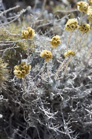 France, Bouches du Rhone, Marseille, Calanques National Park, archipelago of Frioul islands, Pomegues island, Helichrysum flower