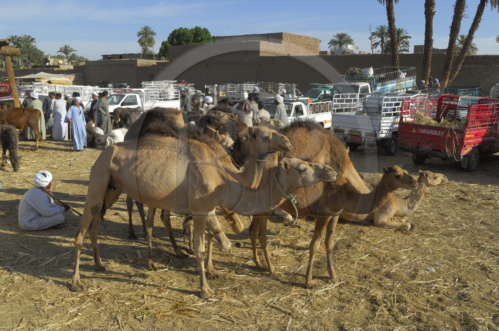 Egypte, Haute Egypte, Daraw au nord d'Assouan, marché aux dromadaires