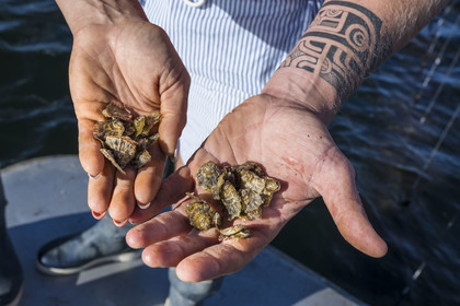 France, Hérault (34), Etang de Thau, Mèze, les producteurs de coquillages Quentin et Emmeline, jeunes huitres Ostrea edulis