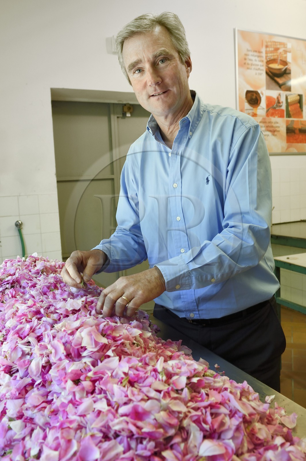 France, Alpes-Maritimes (06), Pont du Loup à Tourrettes-sur-Loup, Confiserie Florian, son directeur Frédéric Fuchs, travaille du tri des pétales de roses