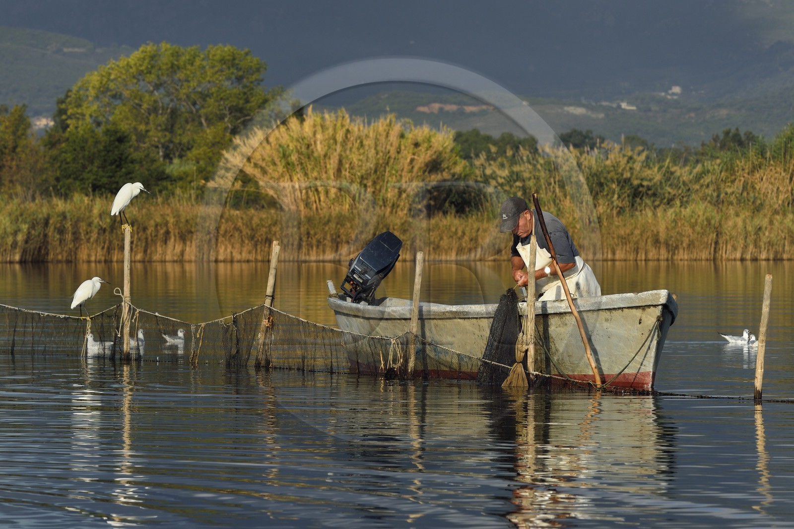 France, Haute Corse, the pond of Biguglia (Stagnu di Chiurlinu), nature reserve of Corsica (RNC), fisherman raising the nets set on alder stakes