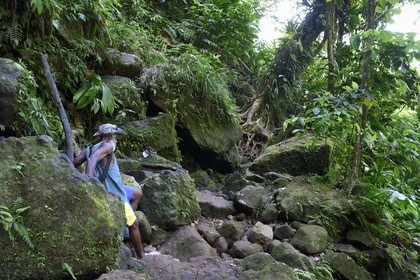 Caraïbes, Ile de la Dominique, Parc national du Morne Trois Pitons classé Patrimoine Mondial de l'UNESCO, randonnée au cœur de la forêt tropicale menant à la cascade des Middleham Falls, sentier de randonnée Waitukubuli qui traverse l’ile