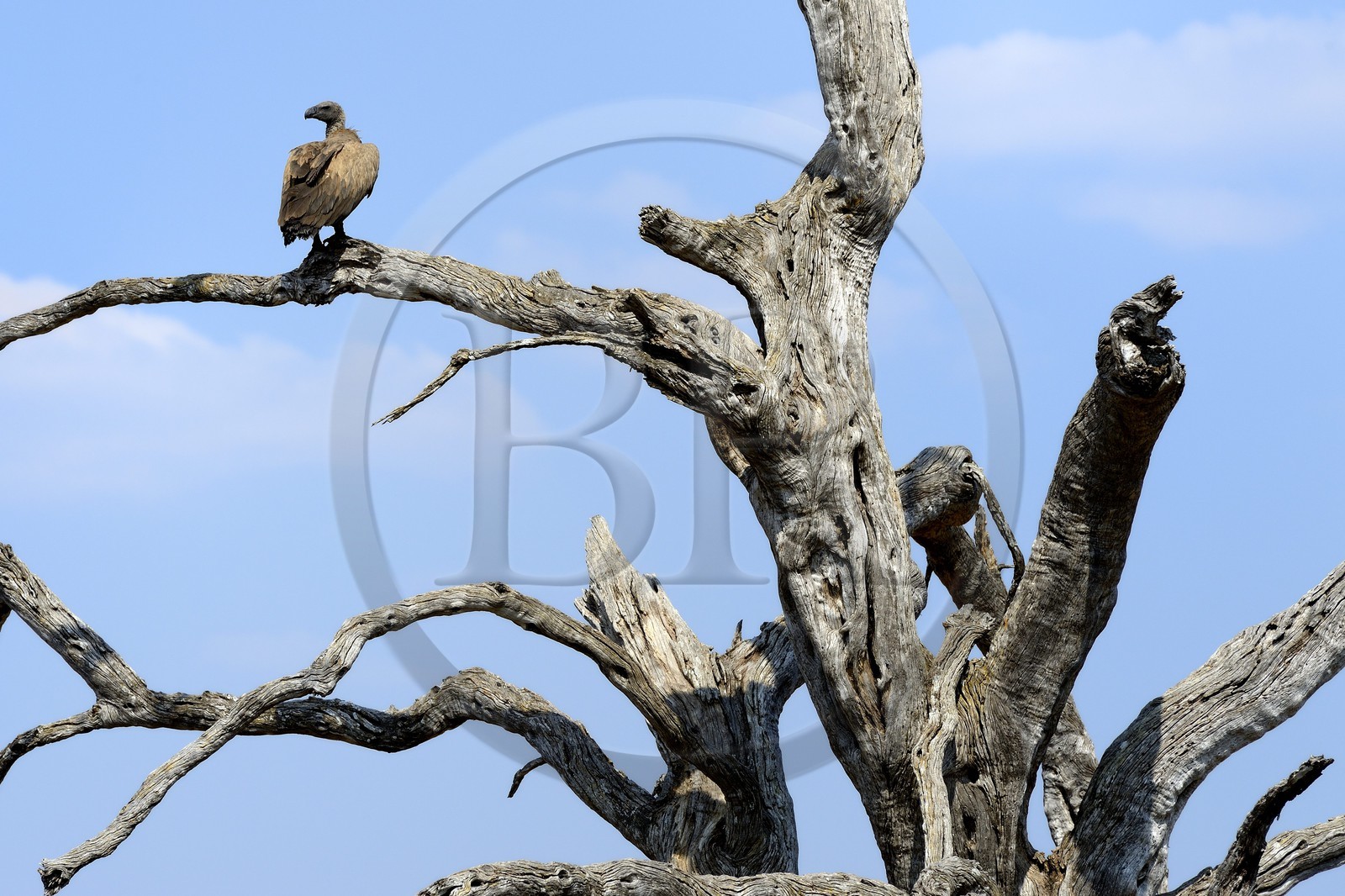 Zimbabwe, province de Matabeleland septentrional, parc national Hwange, jeune vautour africain (gyps africanus)