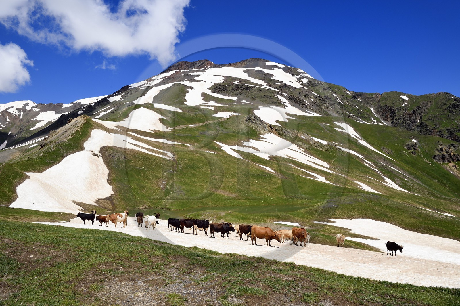 Géorgie, Haute Svanétie (Zemo Svaneti), Mestia, troupeau de vache autour du lac Koruldi sur les contrefort du mont Ouchba (Ushba)