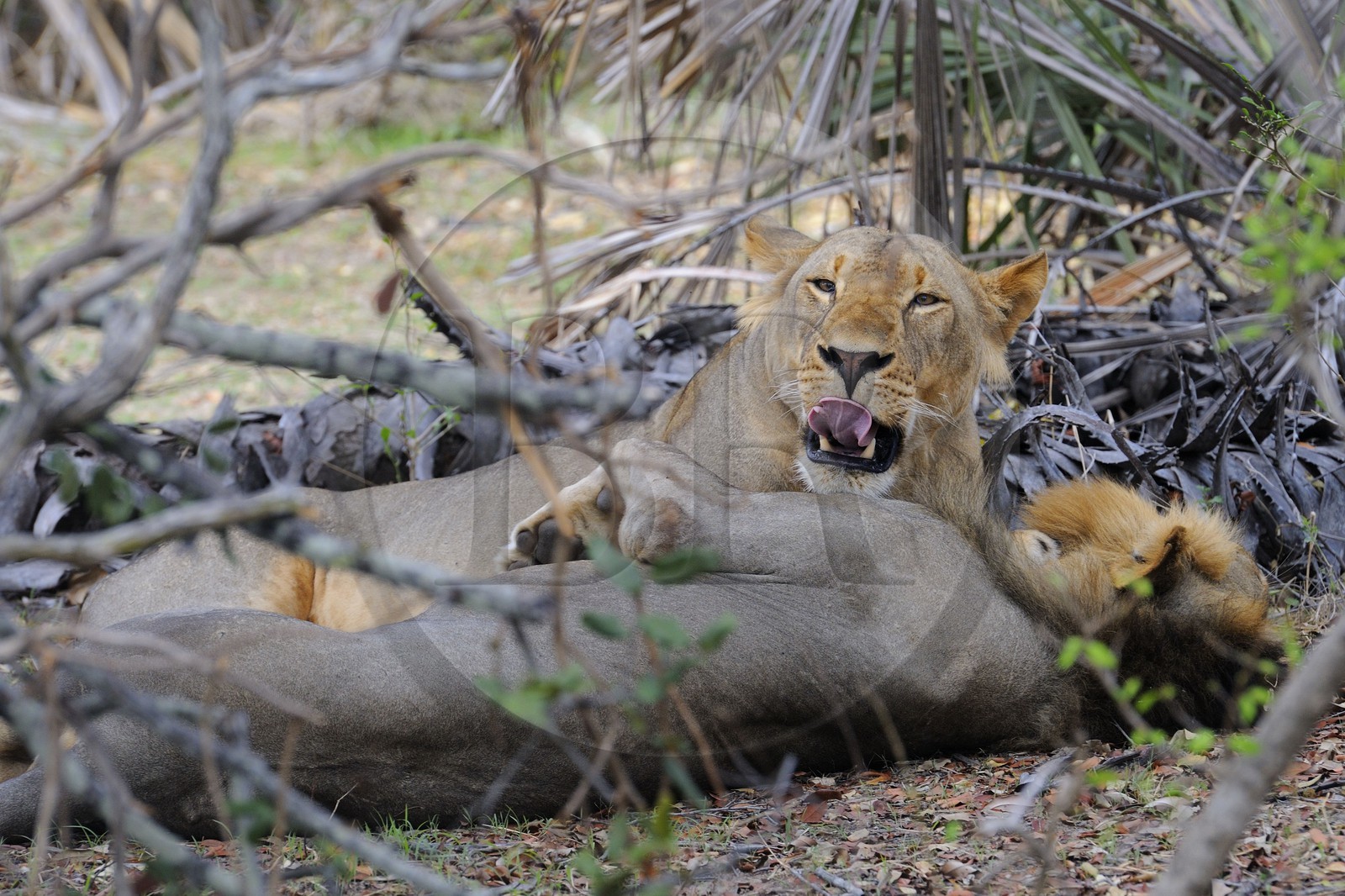 Tanzanie, Reserve de gibier de Selous une des plus grandes zones protégées au monde et inscrite sur la liste du patrimoine mondial de l’Unesco depuis 1982, lions (Panthera leo)