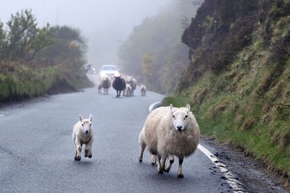Royaume-Uni, Ecosse, région des Highlands, les Hébrides, Ile de Skye, Uig, moutons galopant sur la route