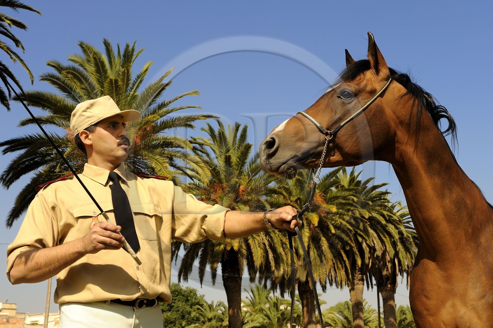 Morocco, Meknes Tafilalet Region, Royal Stud farm of Meknes, Jumbo Vargas thoroughbred Arabian horse