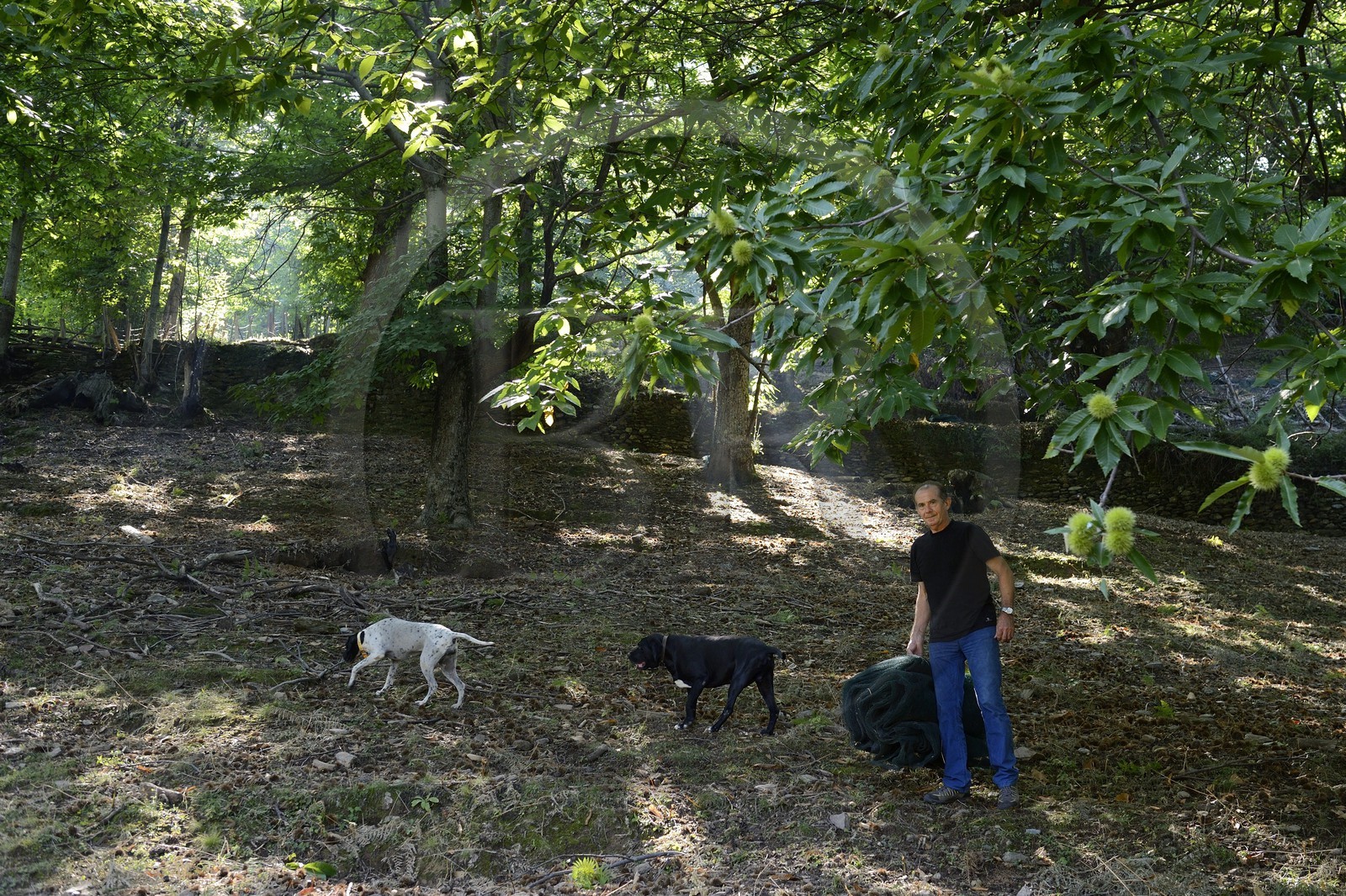France, Haute Corse, Castagniccia, Valle d’Orezza, Hector Giudicelli chestnut grower in its chestnut grove