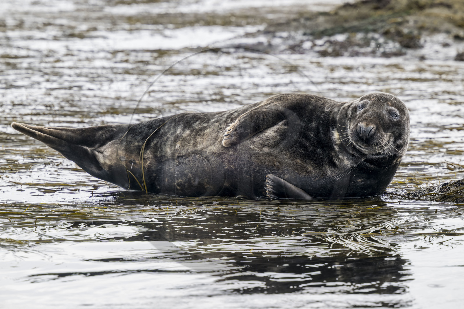 France, Finistère (29), Penmarch, archipel des Étocs, phoque gris (halichoerus grypus)