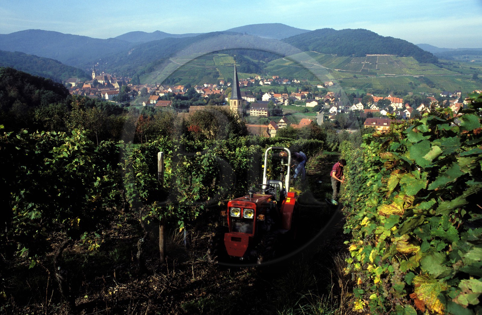 France, Haut Rhin, the Alsace Wine Route, Hunawihr village, labelled Les Plus Beaux Villages de France (The Most Beautiful Villages of France), grape harvests and village far off