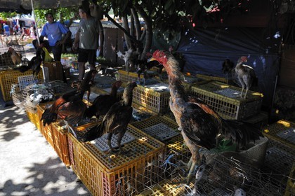France, île de la Réunion, Saint-Pierre, le marché du samedi, les étals de volaille