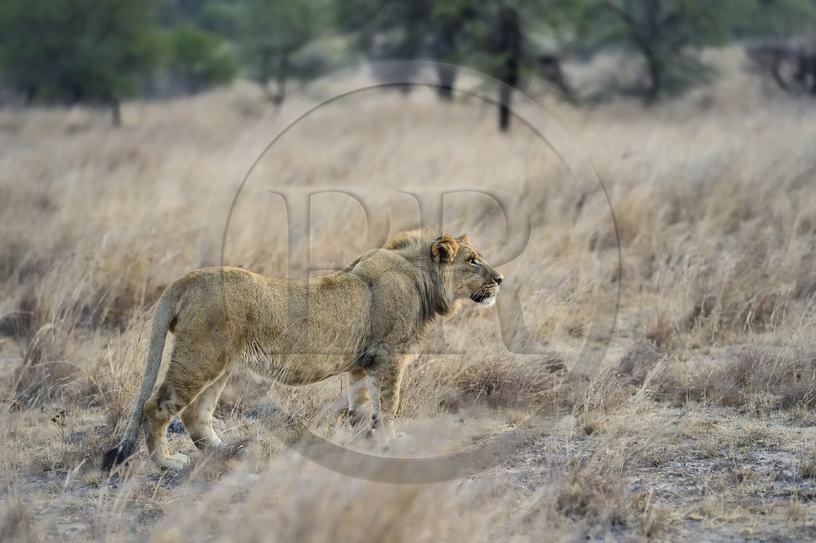 Zimbabwe, Midlands Province, Gweru, Antelope Park home to ALERT (African Lion and Environmental Research Trust), young lion (panthera leo)