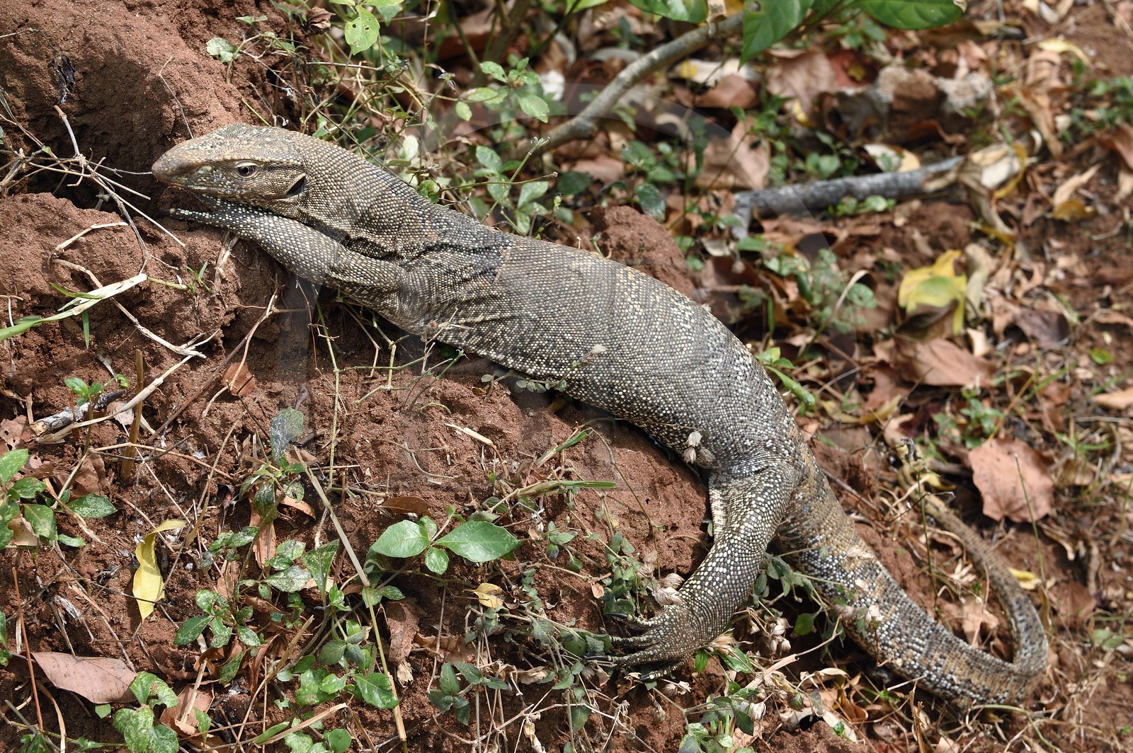 Sri Lanka, Central Province, Matale District, Sigiriya, Bengal monitor (Varanus bengalensis) or common Indian monitor