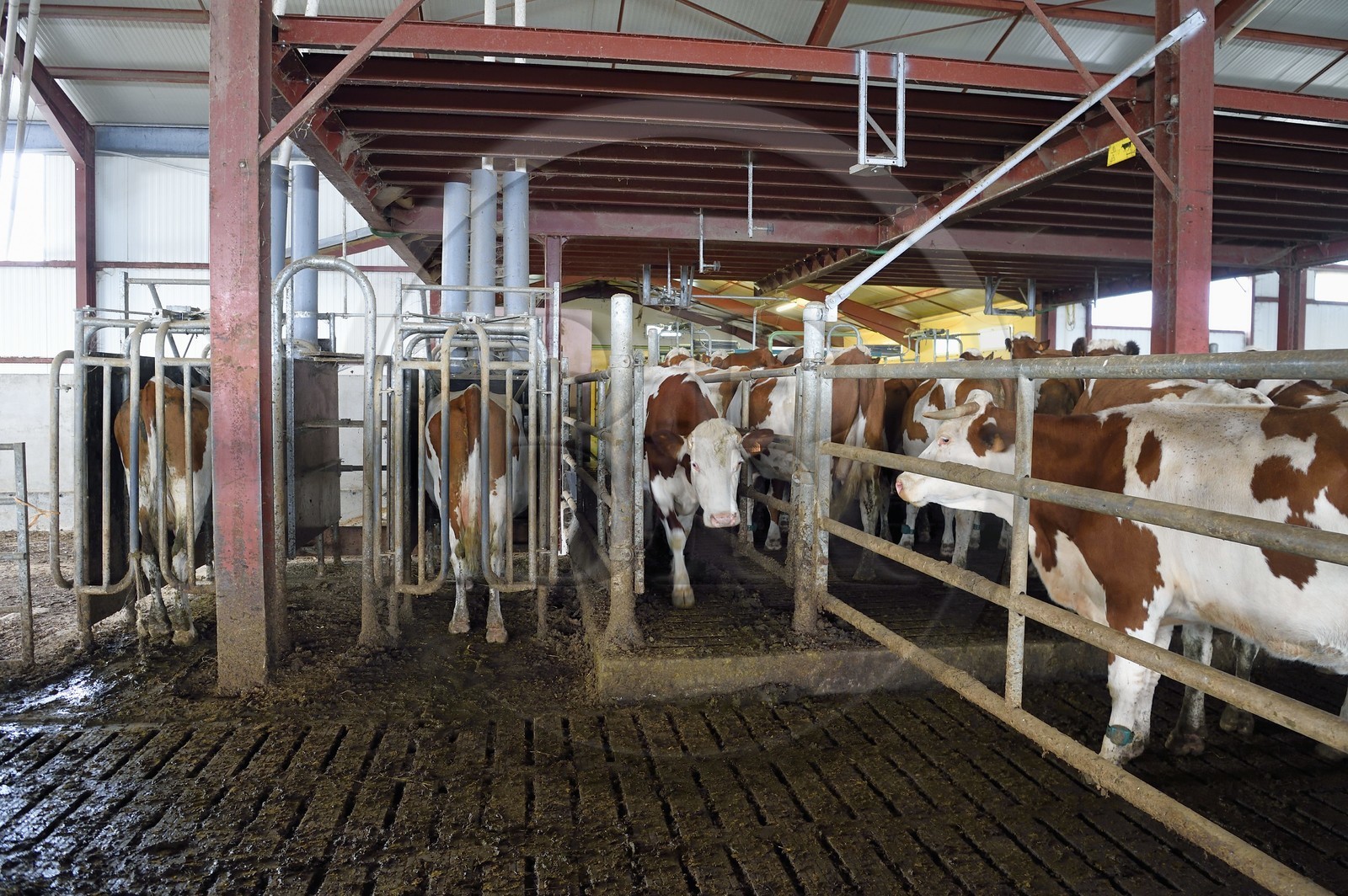 France, Cantal (15), Sainte-Marie, hameau de La Terrisse, élevage de vache laitières de race montbéliarde de la ferme de Cantagrel, la traite du soir