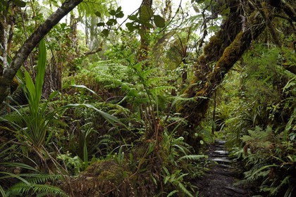 France, Ile de la Reunion, Saint Benoit, Parc national de La Reunion, classé Patrimoine Mondial de l'UNESCO, foret de Bébour, sentier de Bras Cabot