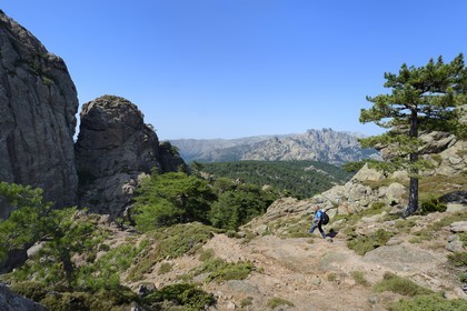 France, Corse-du-Sud (2A), Alta Rocca, randonnée dans le massif de Bavella au Punta Velacu