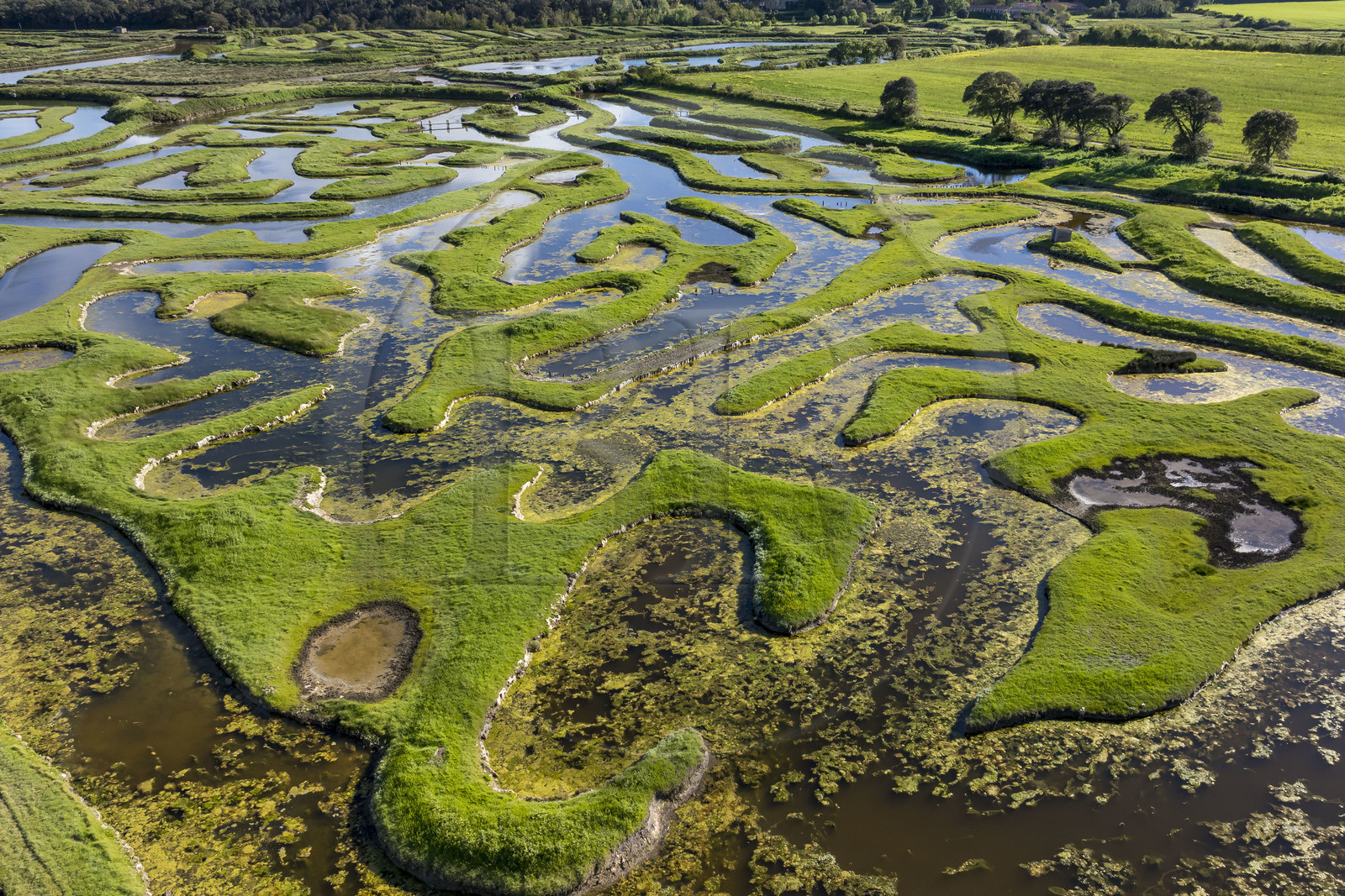 France, Vendée (85), Talmont Saint Hilaire, Guittière marshes in the hinterland of Pointe du Payré, Passage du Cul d’Ane, marshes developed for fish farming of sea bream, mullet and eels (aerial view)