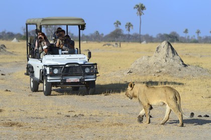 Zimbabwe, province de Matabeleland septentrional, parc national Hwange, touristes en 4x4 observant un lion (Panthera leo)