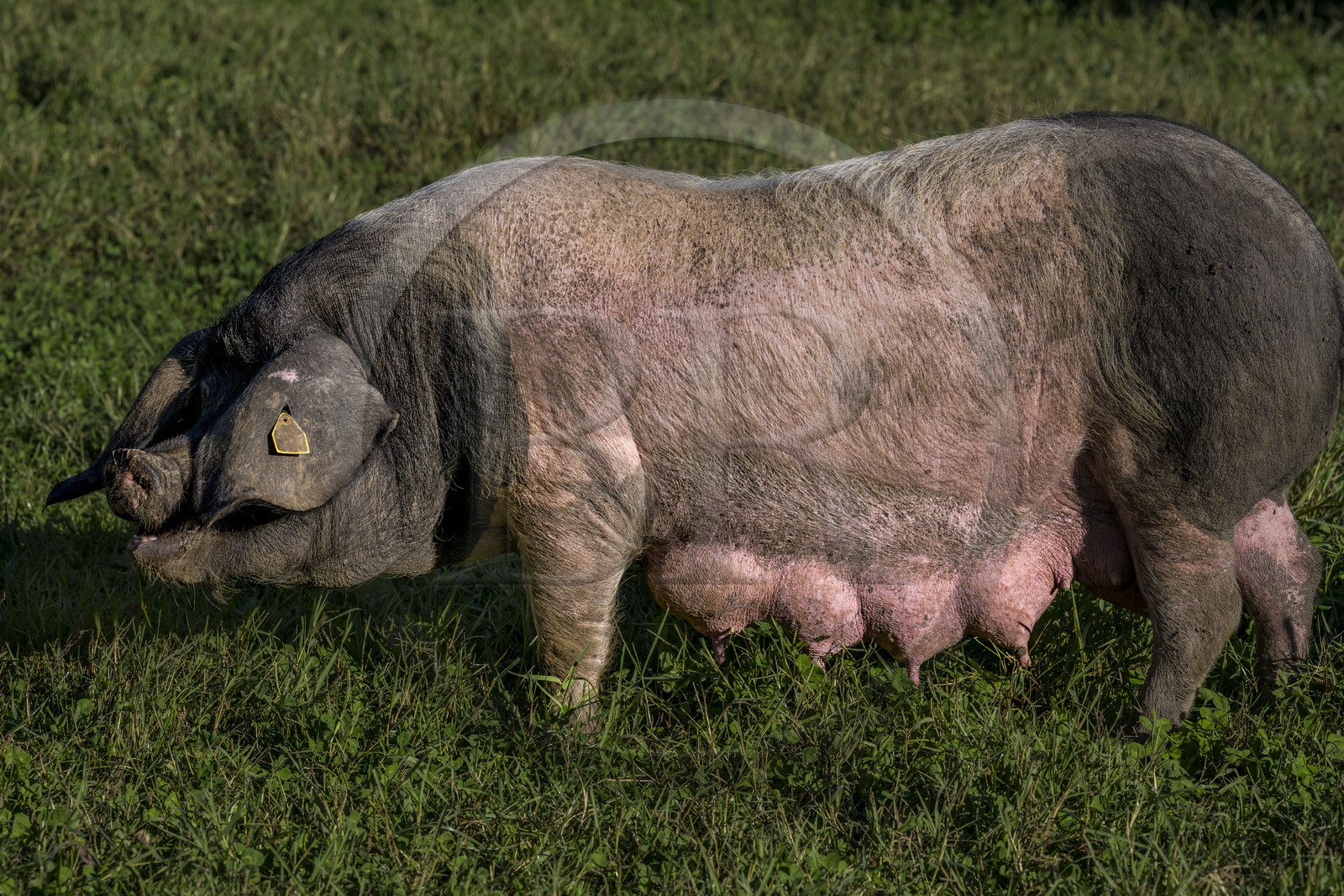 France, Pyrénées-Atlantiques (64), Pays-Basque, vallée des Aldudes, élevage en plein air Pierre Oteiza de porcs basques de race pie noir pour la production du jambon Kintoa AOC, cochette (jeune truie)