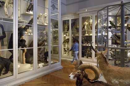 France, Charente-Maritime (17), La Rochelle, le Muséum d'histoire naturelle (muséum Lafaille), galerie de zoologie