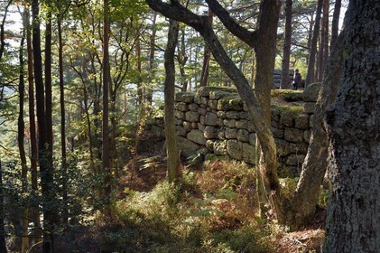 France, Bas Rhin, Mont Saint Odile, hike along the Pagan Wall, vestige of a wall probably from the Merovingian period with a total length of eleven kilometers