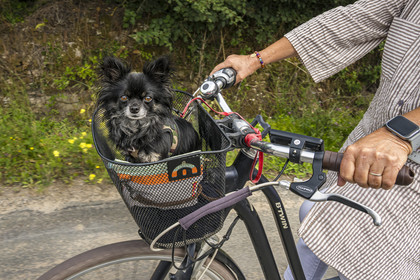 France, Vendee, Noirmoutier island, Noirmoutier-en-l'Ile, L'Herbaudière, bike ride with dog
